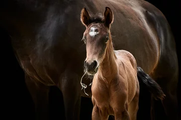 Fotobehang Close-up of a brown horse foal standing with mare and isolated on black background. © Thomas Marx