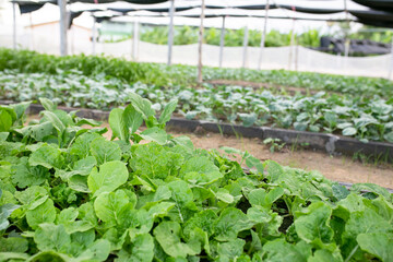 organic vegetables in the garden.