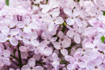 Pastel Light Pink Lilac flower background Closeup, organic natural texture.  Lilac blooms , Floral background.