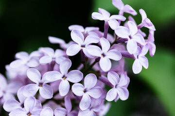 A Branch of purple lilac flowers on the dark green natural background. Lilac blooms , Floral background.