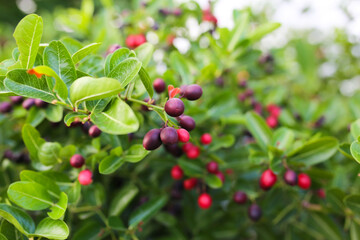 Obraz premium Bengal-Currants or Christ's Thorn , They are round, slightly oval, and dark red when ripe and fragrant .