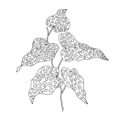 Begonia with spotted leaves. Vector illustration, linear drawing.