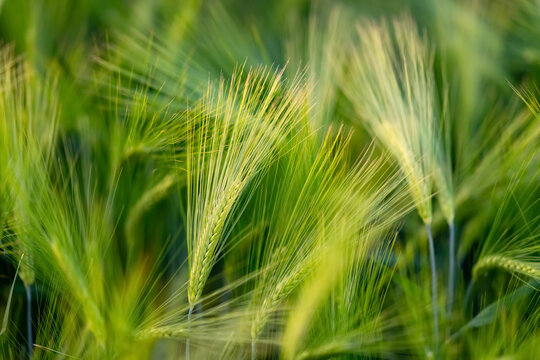 Gerste Getreide Hordeum vulgare S&uuml;&szlig;gras Halme &Auml;hren Grannen Feld Landwirtschaft Bier Brot K&ouml;rner Mehl Rhachis einj&auml;hrig Braugerste Gr&uuml;tze Graupen Makro Sonne Licht selektive Sch&auml;rfe Fokus Abend gr&uuml;n 
