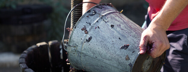 Winepress with red must and helical screw. Winemaker's hands close up.