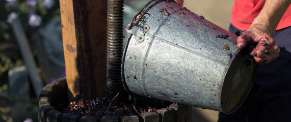 Winepress with red must and helical screw. Winemaker's hands close up.