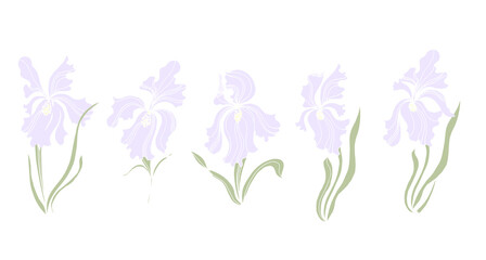 Graceful irises of delicate lilac color. Vector illustration.