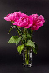 Bouquet of pink peonies in a glass vase on a black background. Floral card design