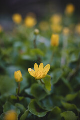 Fototapeta premium Close-up of Ficaria verna subsp bulbifera in floodplain forests. Yellow-green sea flower pilewort in the Odra river area in floodplain forests in eastern Czech Republic, europe