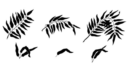 Leaves of palm trees. Black silhouette of tropical plants. Vector illustration.