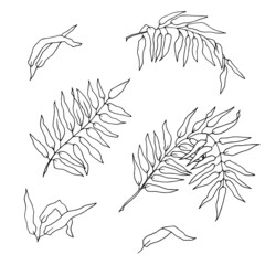 Leaves of palm trees. Linear drawing of tropical plants. Vector illustration.