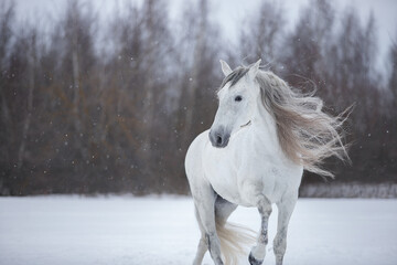 Obraz na płótnie Canvas horse in snow