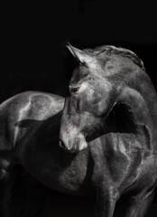 Fototapeta na wymiar black horse portrait