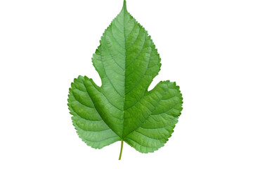 Green  leaf  on  white  background  with  copy  space.