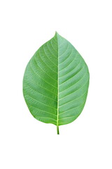 Green  leaf  on  white  background  with  copy  space.