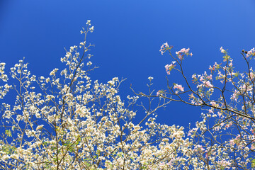 flowers and blue sky