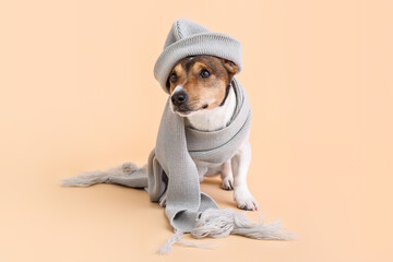 Cute funny dog with hat and scarf on color background