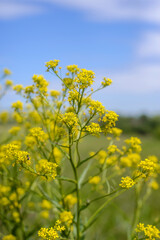 Yellow rural flowers in the field close up