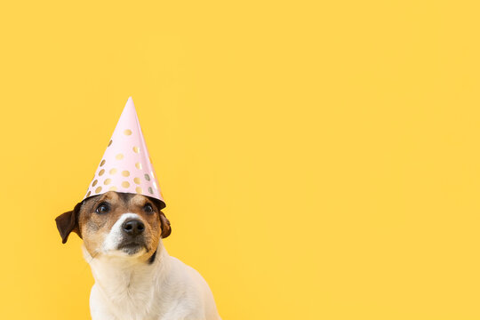 Cute funny dog in party cone on color background