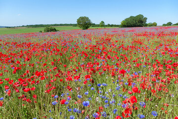 Poppies field in the French Vexin regional nature park