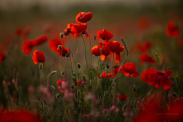 Fototapeta premium field of poppies