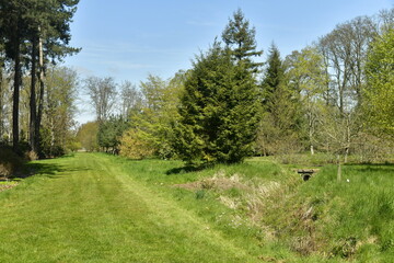 Fototapeta na wymiar Chemin en gazon entre les différents feuillus et conifères rares à l'arboretum de Wespelaar en Brabant Flamand 