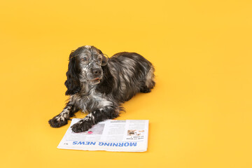 Cute dog with newspaper on color background