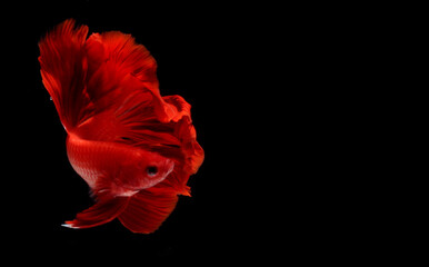Fototapeta na wymiar Photo Super Red Halfmoon, Cupang, Betta, siamese fighting fish beyond bubbles, Isolated on Black
