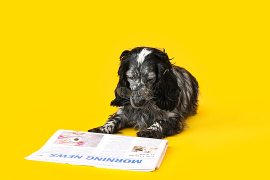 Cute dog with newspaper on color background