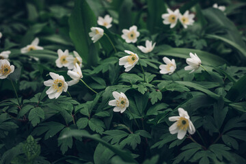 White flowers of Anemonoides nemorosa emerge from the green sea in the area around the Odra River...