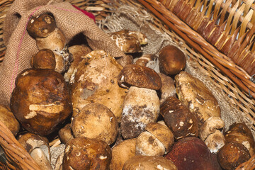 Wooden basket full of fresh boletus mushrooms