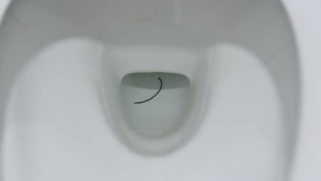 Ascariasis parasite worm in human intestine on toilet
