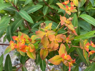The Griffith's spurge (Euphorbia griffithii), Himalaja Griffiths Wolfsmilch, Feuer-Wolfsmilch oder Himalaya-Wolfsmilch or Euphorbe de Griffith (The Botanical Garden of the University of Zurich)