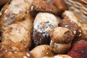 Fototapeta na wymiar Wooden basket full of fresh boletus mushrooms