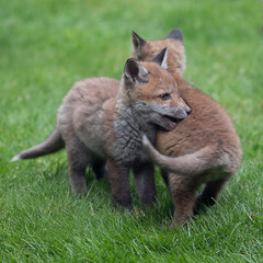 Naklejka na ściany i meble Two fox cubs playing in their new surroundings