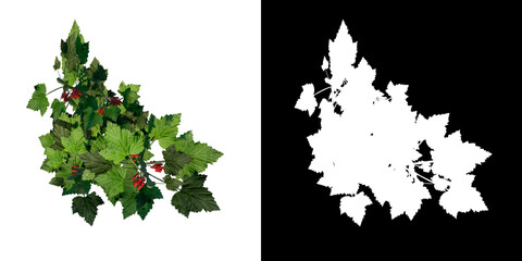 Top view of Plant ( groseille fruit 1) Tree png with alpha channel to cutout made with 3D render