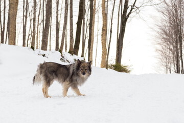 Low angle view of handsome Keeshond dog standing ion hill unleashed in winter, Quebec, Canada