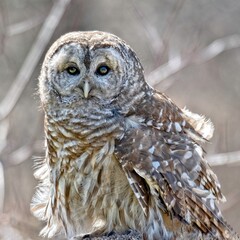 Barred Owl