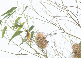 Asian golden weaver