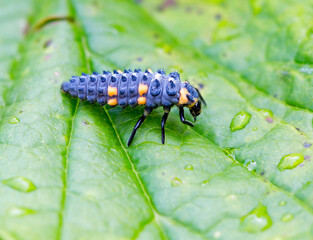 The larva of the seven-point Ladybug beetle.
The larva is bluish-gray in color with yellow or orange spots. It grows up to 4-8 mm in length, depending on the abundance of prey — aphids. During the day