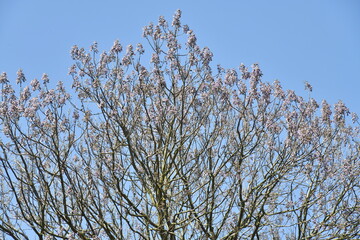 Cerisiers du Japon au début de la floraison du printemps à l'arboretum de Wespelaar
