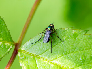 Dolichop green fly.
 These are small flies, usually less than 8 mm in length, metallic-shiny color from greenish-blue to greenish-bronze. Predators that feed on various small mosquitoes, midges, mosqu