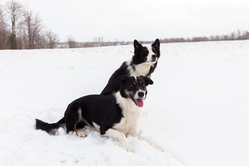 Handsome unleashed short-haired border collie lying down in snow with long-haired dog sitting behind with ears pricked