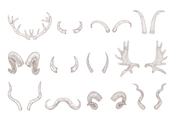 Horns of different animals engraved illustrations set. Hand drawn vintage sketch of deer, cow, bull, goat, buffalo horns isolated on white background. Tattoo, cattle, domestic and wild animals concept