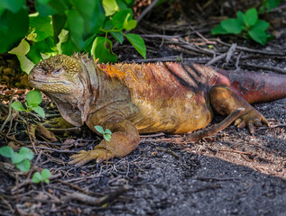 Galapagos Marine iguana