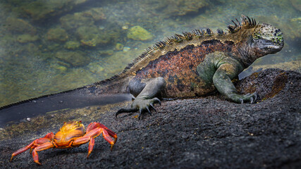 Galapagos Marine iguana