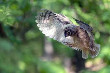 Eared eared owl flies in the woods among the trees.