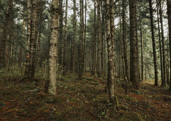 Fototapeta premium Forest of coniferous trees, with mist, details of branches and moss, drops of water on the leaves and rain