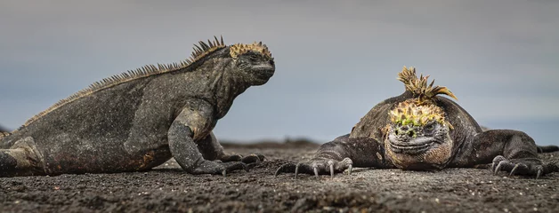 Foto op Canvas Galapagos Marine iguanas © Steve