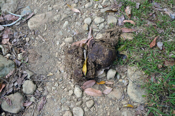 Big pile of elephant shit on the ground.