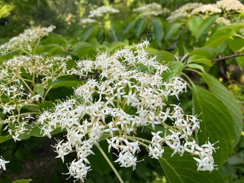 The Wedding cake tree (Cornus controversa, syn. Swida controversa), Variegated table dogwood, Pagoden-Hartriegel oder Pagodenhartriegel (The Botanical Garden of the University of Zurich, Switzerland)